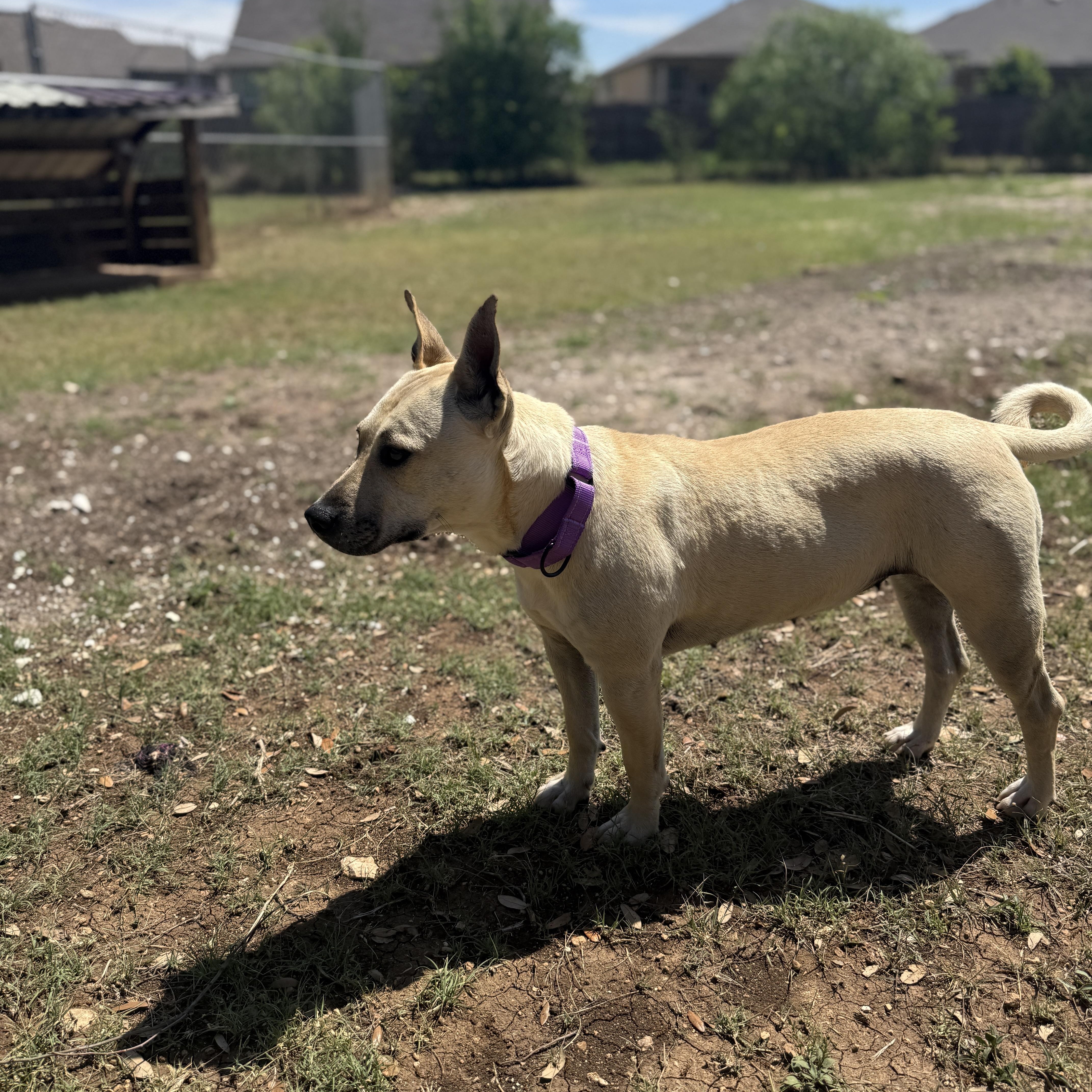 Enlarge Sunnie, an adopted mixed breed in Bulverde, TX image 3/4