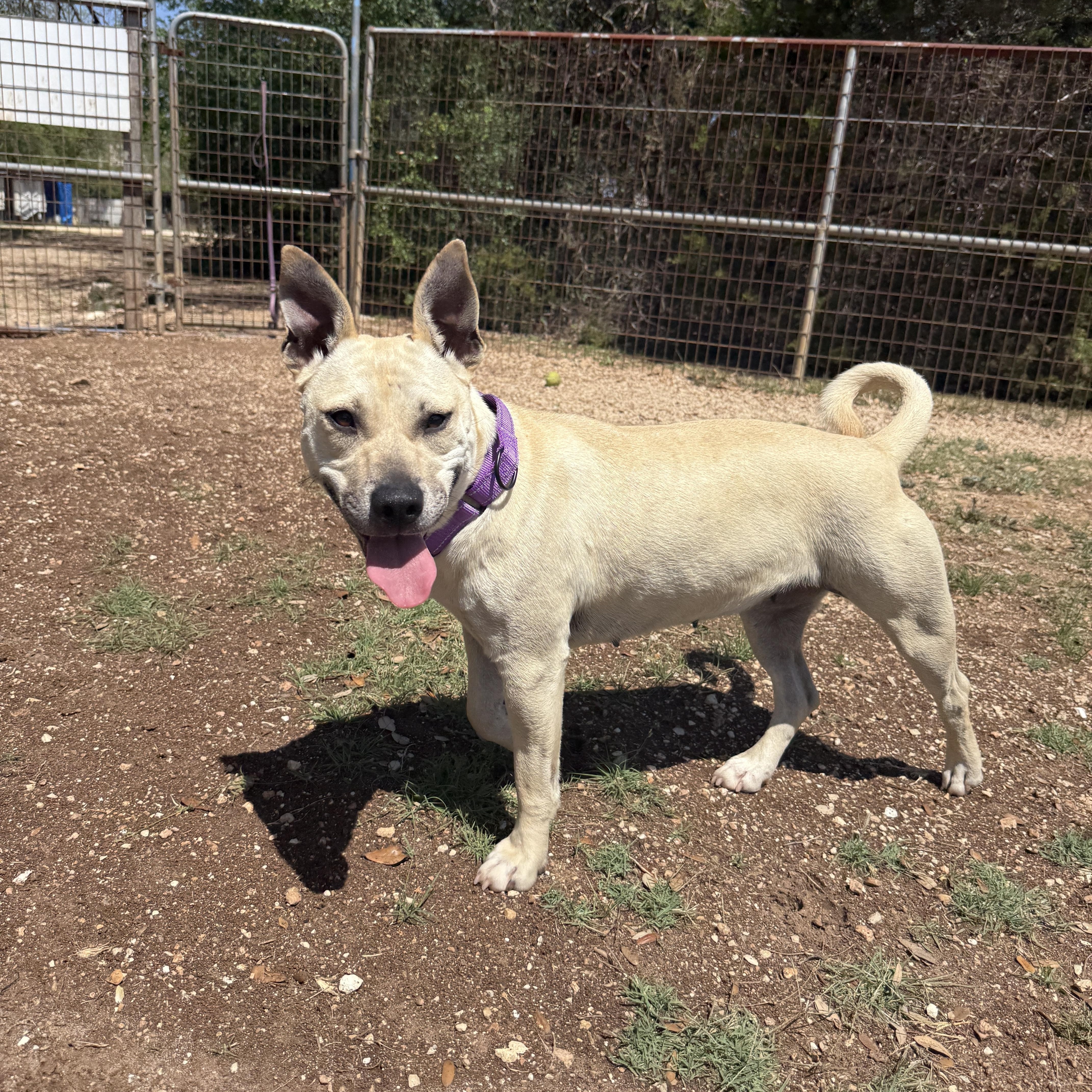 Enlarge Sunnie, an adopted mixed breed in Bulverde, TX image 4/4