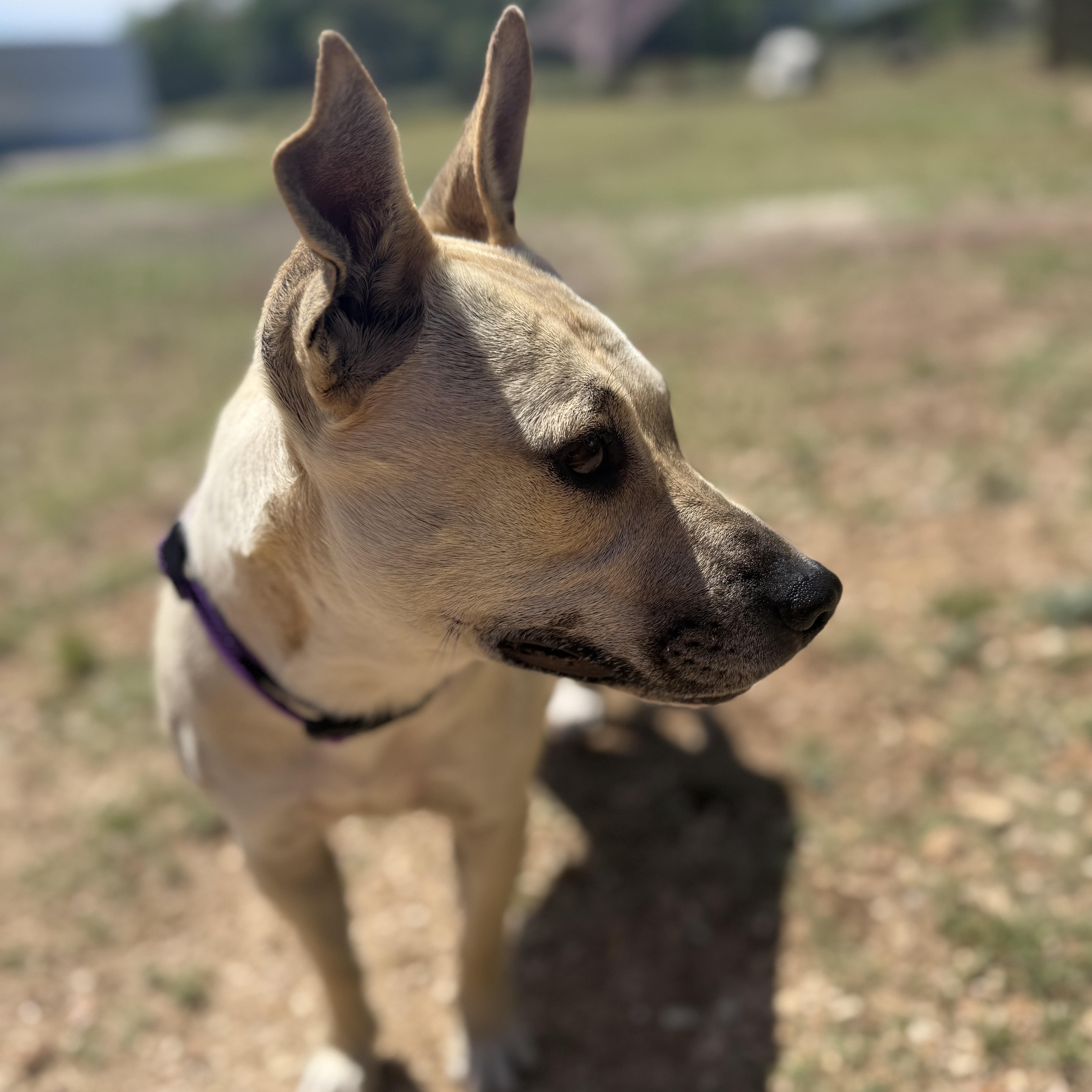 Enlarge Sunnie, an adopted mixed breed in Bulverde, TX image 2/4