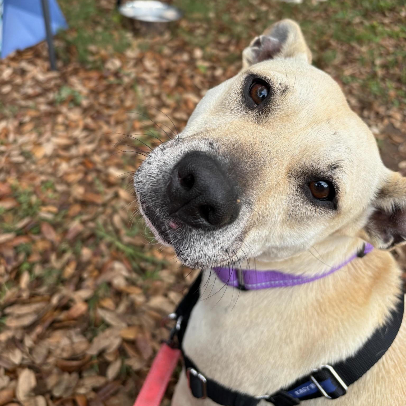 Enlarge Sunnie, an adopted mixed breed in Bulverde, TX image 1/4