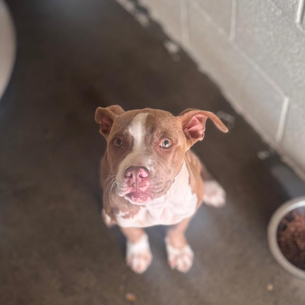 Destini, Adoptable, Puppy Female Pit Bull Terrier.