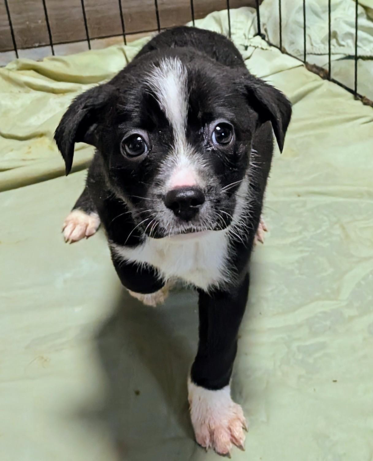 Mistletoe , ADOPTABLE, Puppy Female Cairn Terrier.