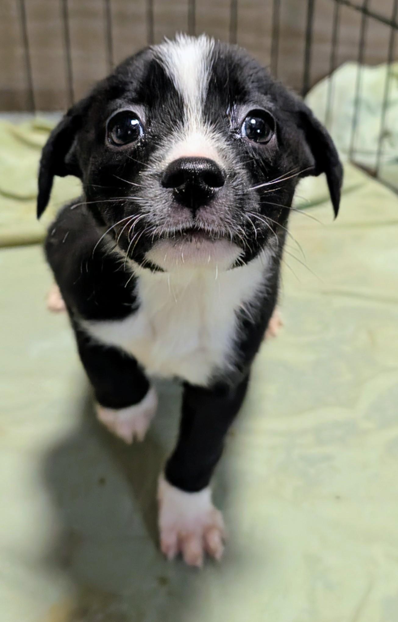 Enlarge Mistletoe , a ADOPTABLE mixed breed in Saint David, AZ image 3/3