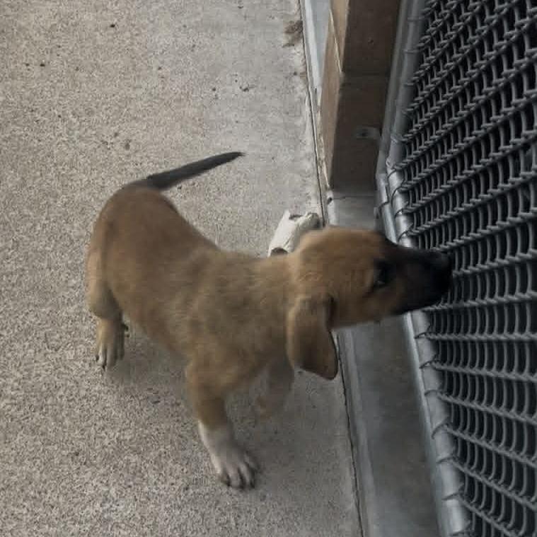 Enlarge Colorado, a Adoptable Mixed Breed in Stilwell, OK image 1/2