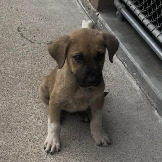 Enlarge Colorado, a Adoptable Mixed Breed in Stilwell, OK image 2/2