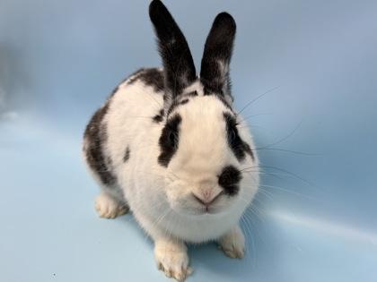 Enlarge Atlas, a Adoptable Bunny Rabbit in Woodbury, MN image 1/3