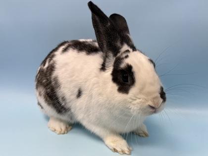 Enlarge Atlas, a Adoptable Bunny Rabbit in Woodbury, MN image 2/3