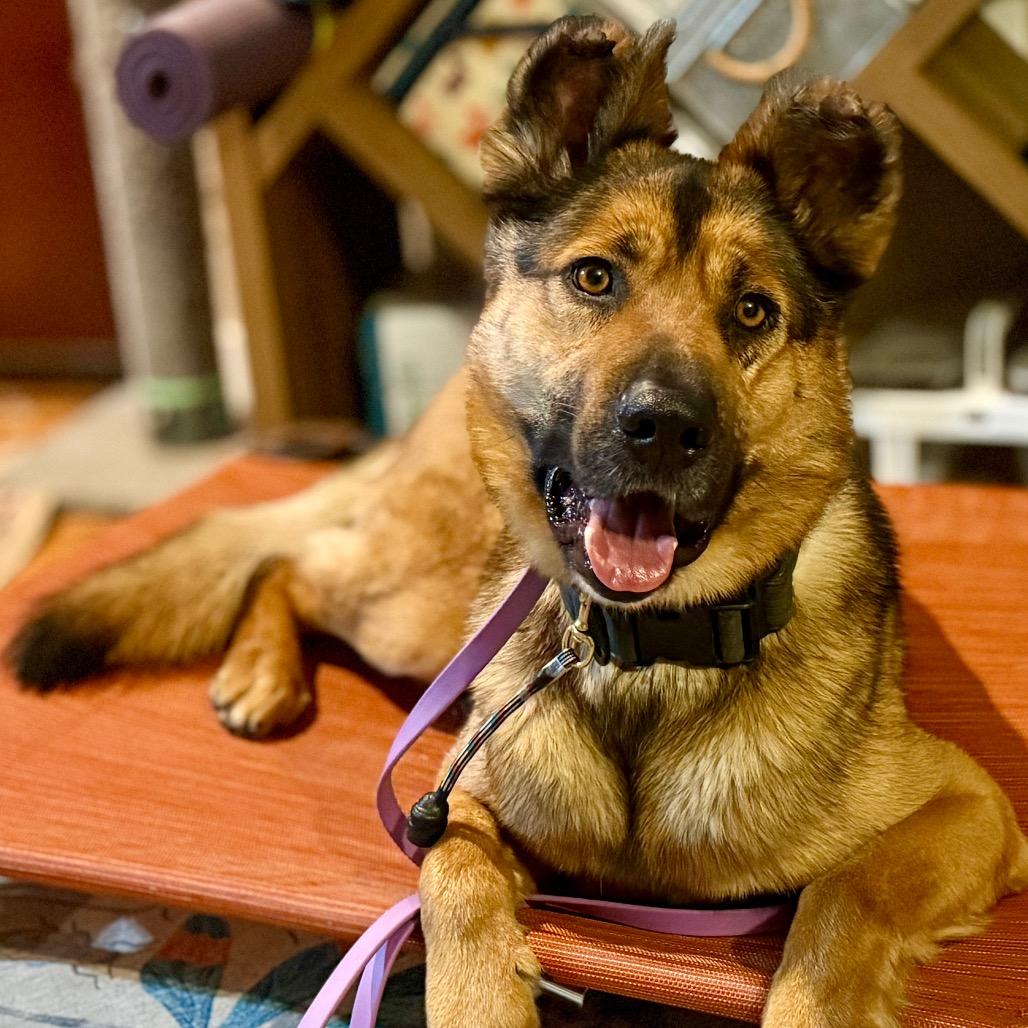 Enlarge Teddy, a Adoptable mixed breed in Bellingham, WA image 3/6