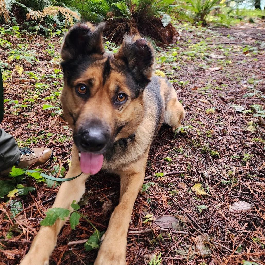 Enlarge Teddy, a Adoptable mixed breed in Bellingham, WA image 4/6