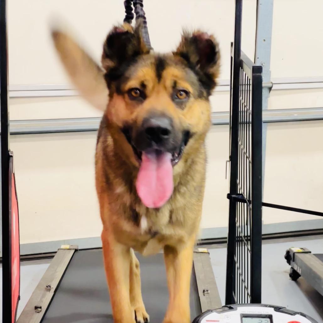 Enlarge Teddy, a Adoptable mixed breed in Bellingham, WA image 5/6