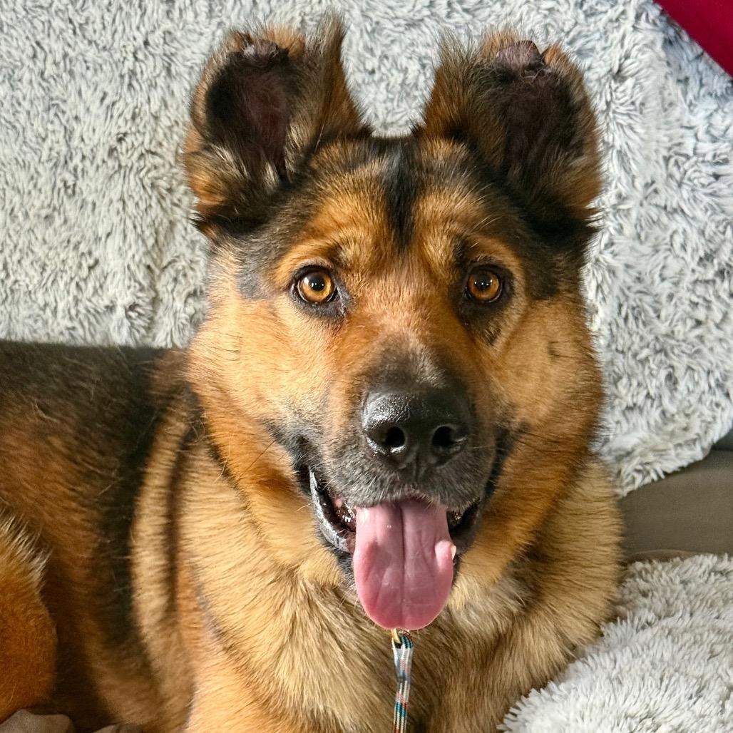 Enlarge Teddy, a Adoptable mixed breed in Bellingham, WA image 6/6