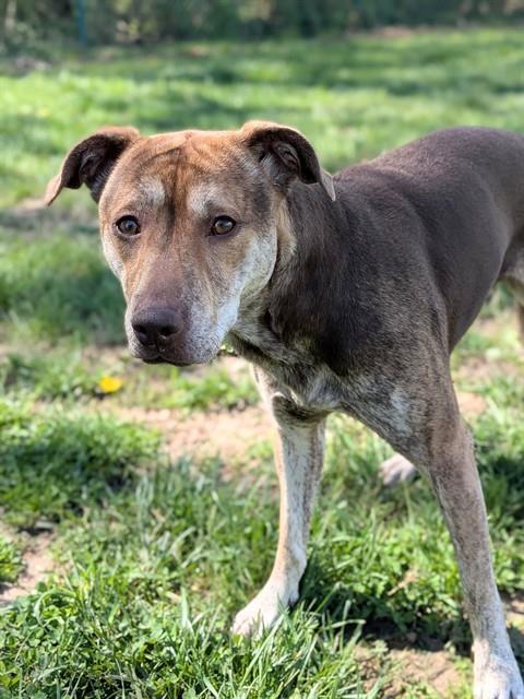 ANNIE, Adoptable, Adult Female Hound & Mixed Breed.
