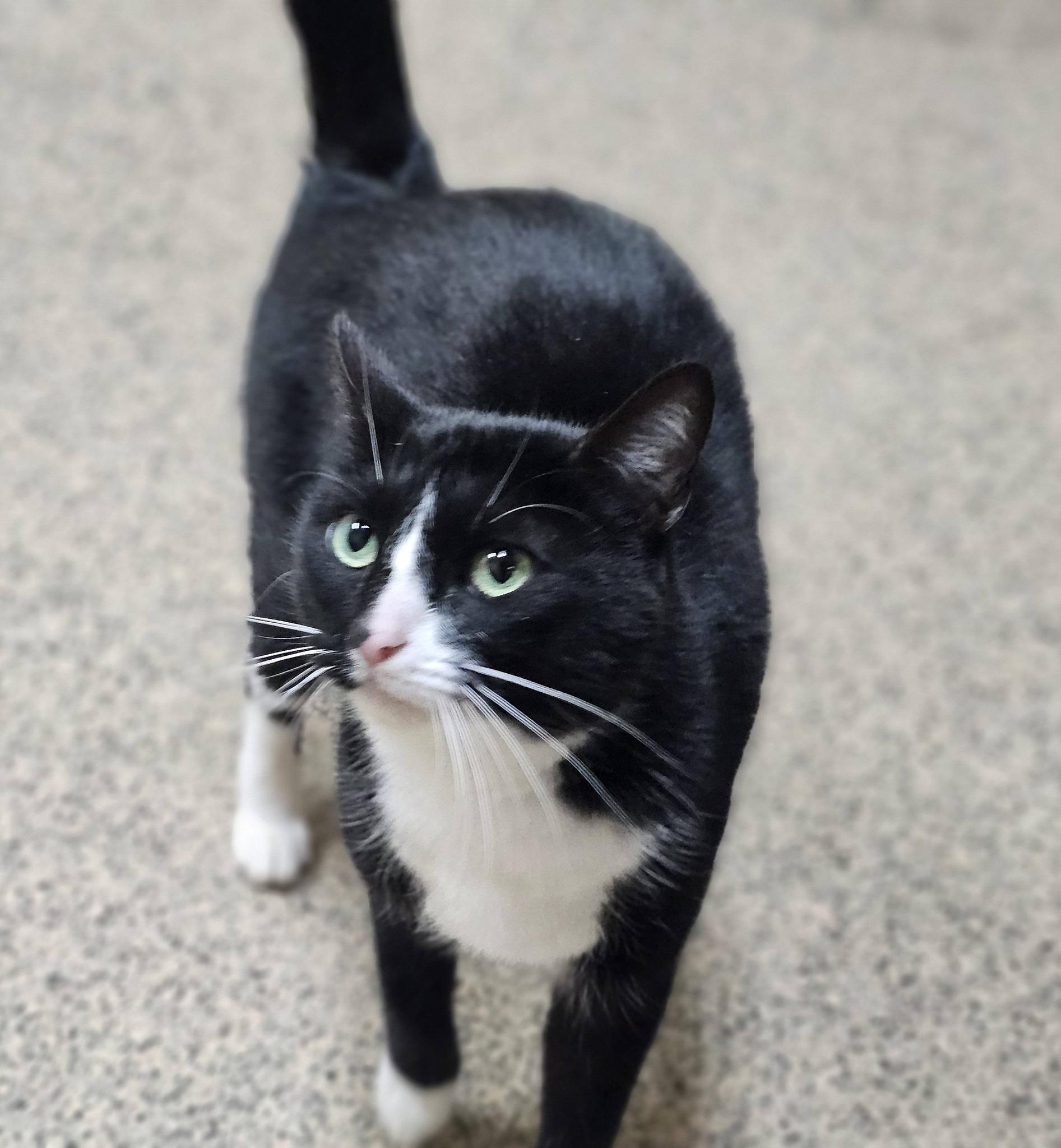 Enlarge Jade, an adopted Domestic Short Hair in Fort Payne, AL image 2/3