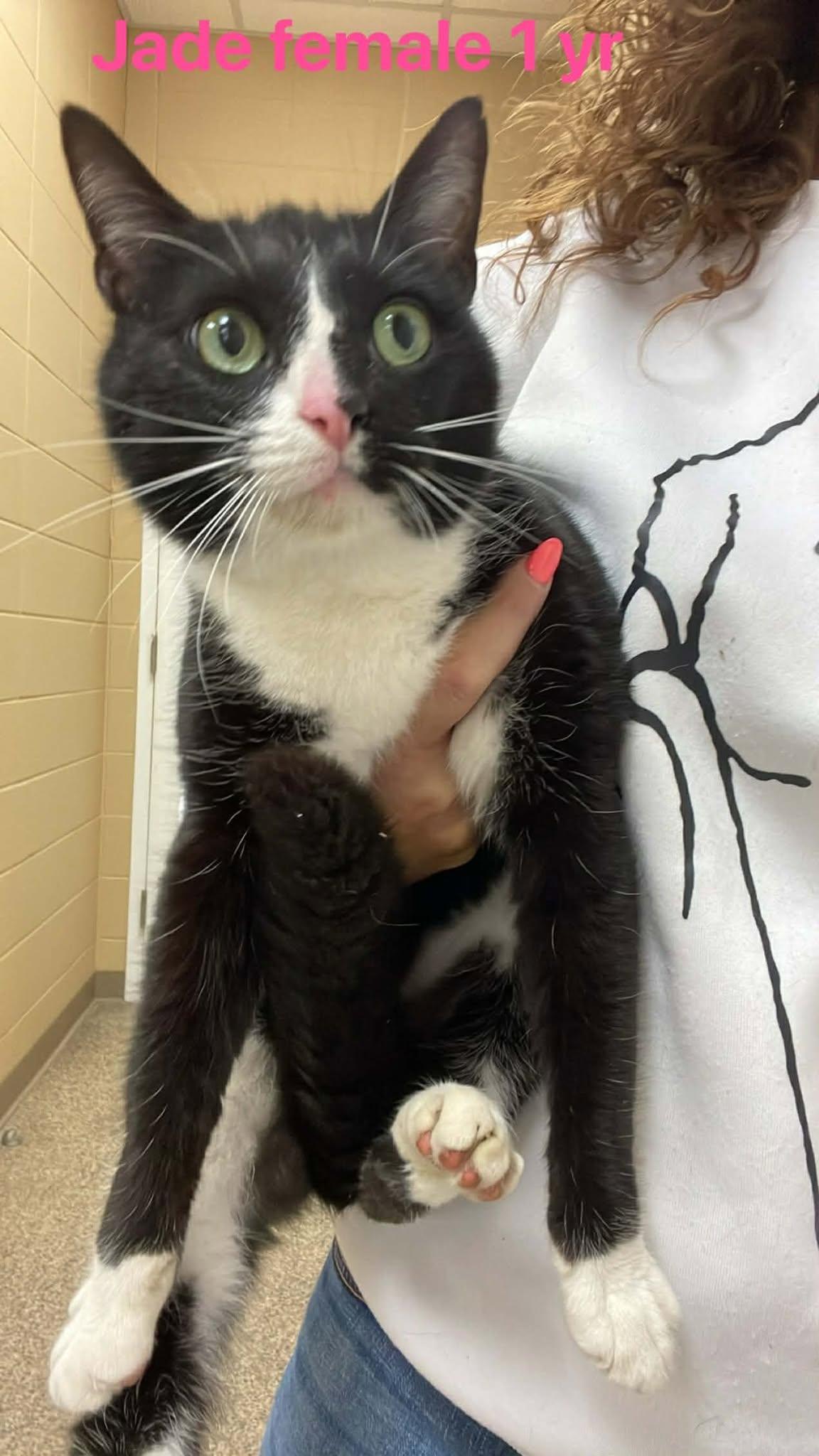 Enlarge Jade, an adopted Domestic Short Hair in Fort Payne, AL image 1/3