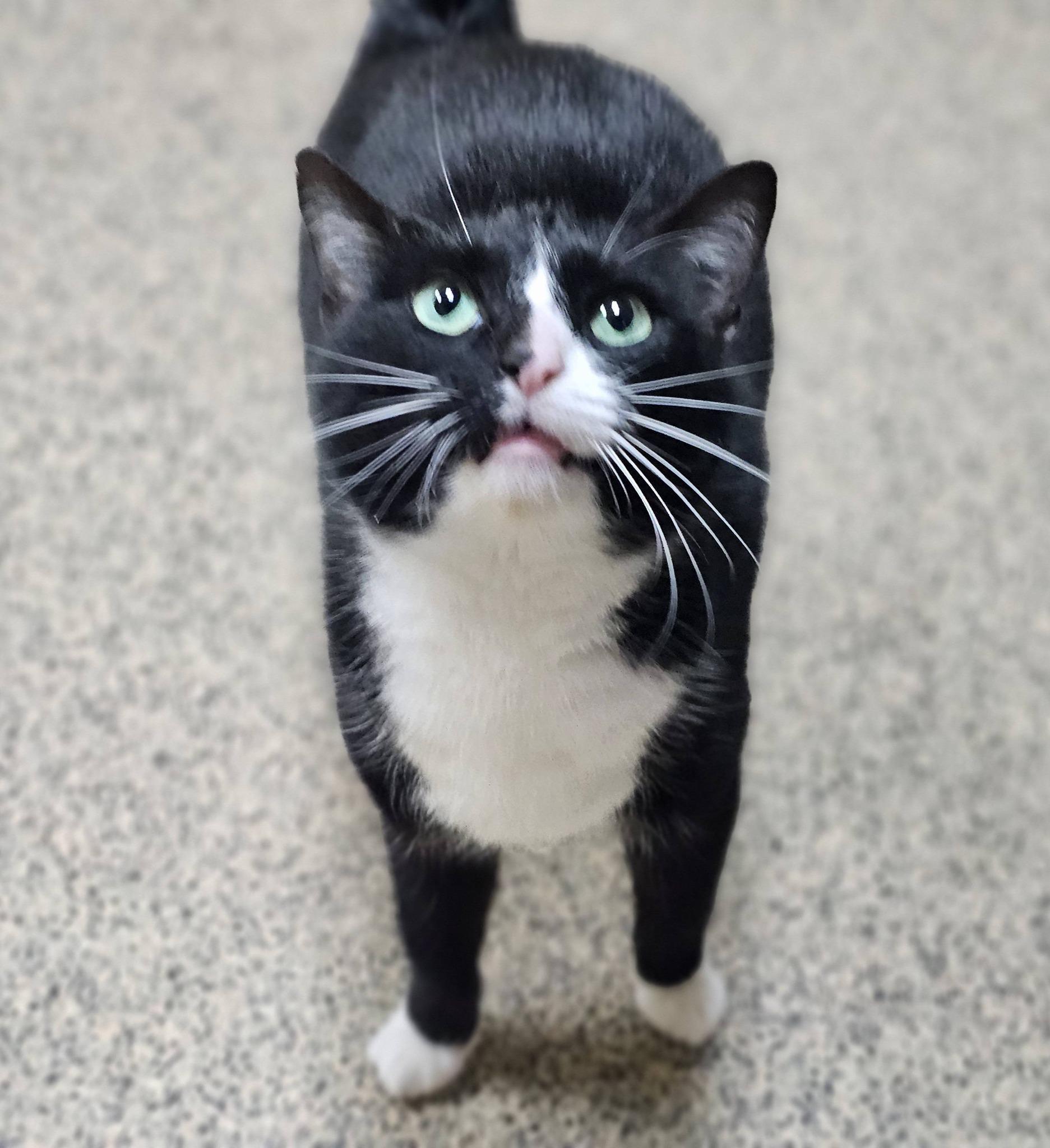 Enlarge Jade, an adopted Domestic Short Hair in Fort Payne, AL image 3/3