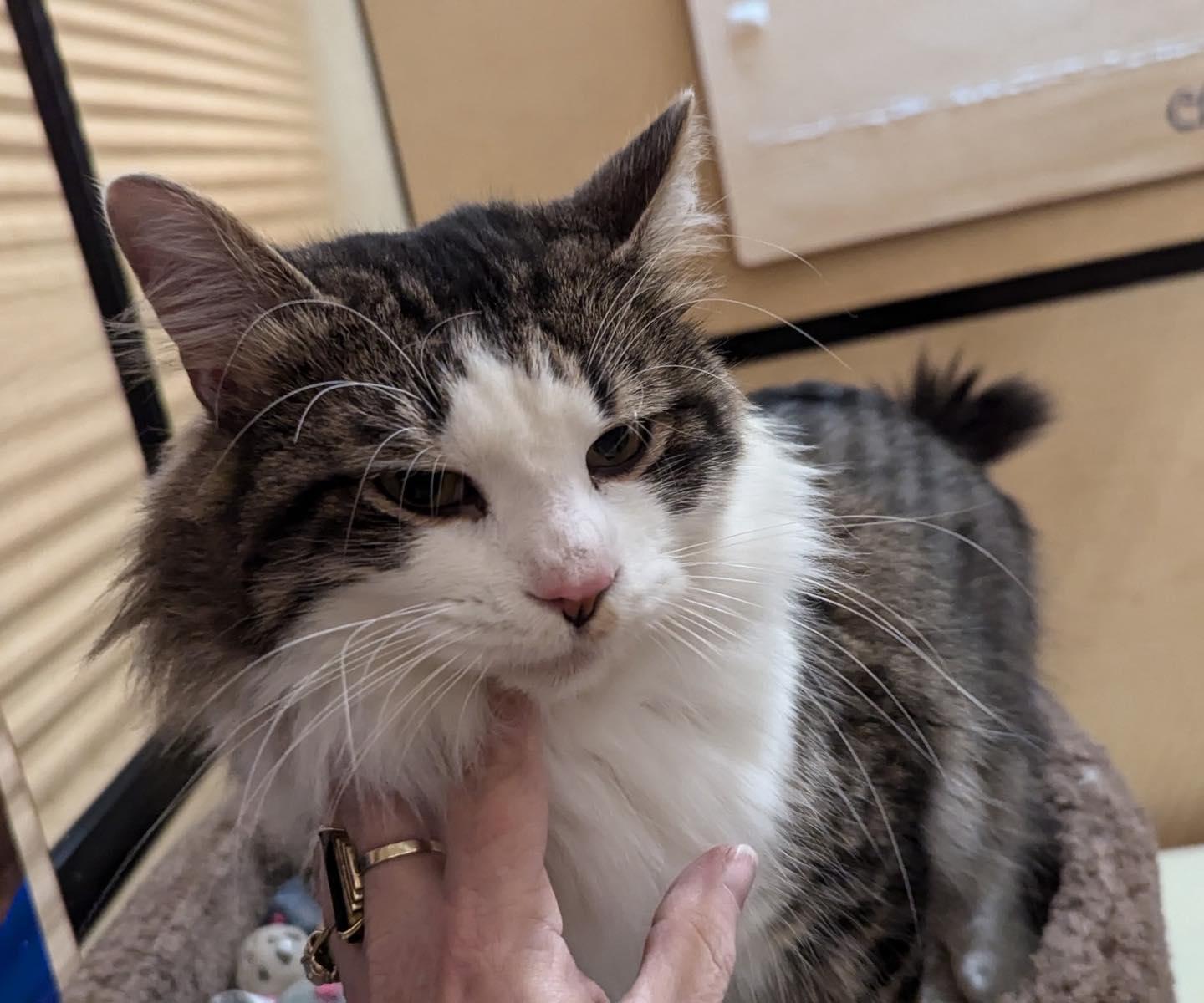 Enlarge Frito, a ADOPTABLE mixed breed in Noblesville, IN image 3/6