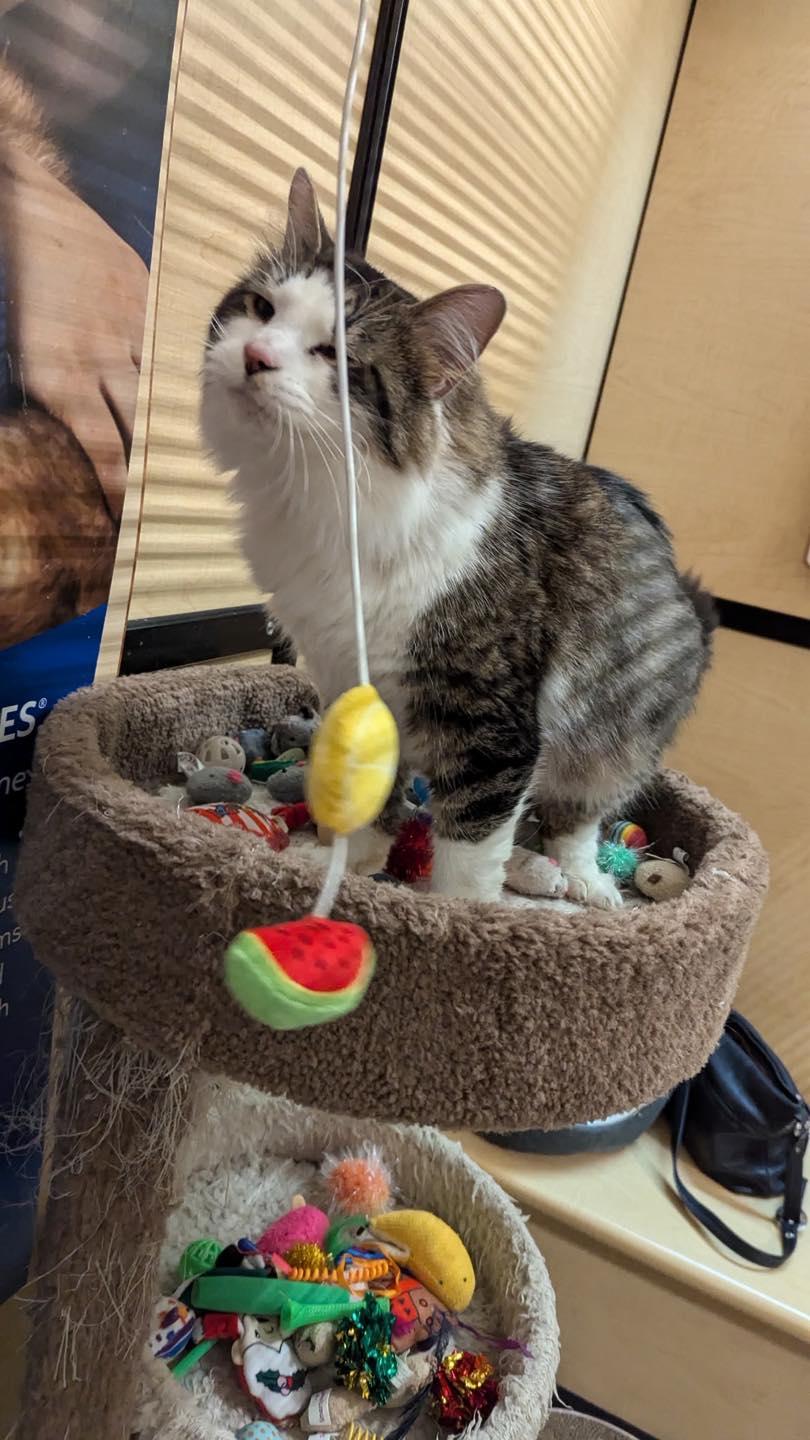 Enlarge Frito, a ADOPTABLE mixed breed in Noblesville, IN image 5/6