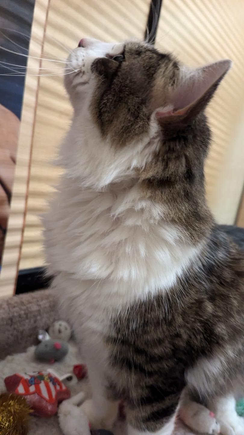 Enlarge Frito, a ADOPTABLE mixed breed in Noblesville, IN image 2/6