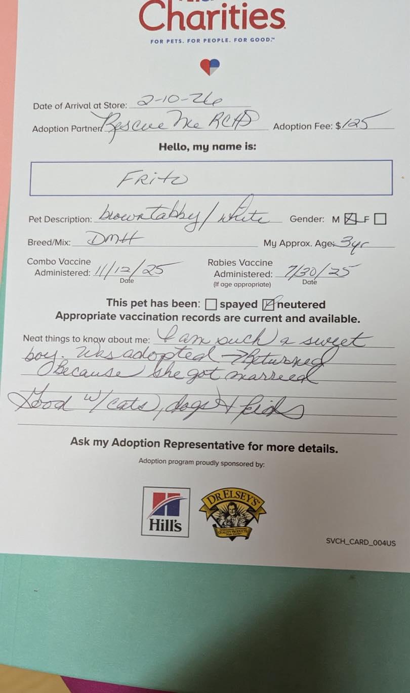 Enlarge Frito, a ADOPTABLE mixed breed in Noblesville, IN image 4/6