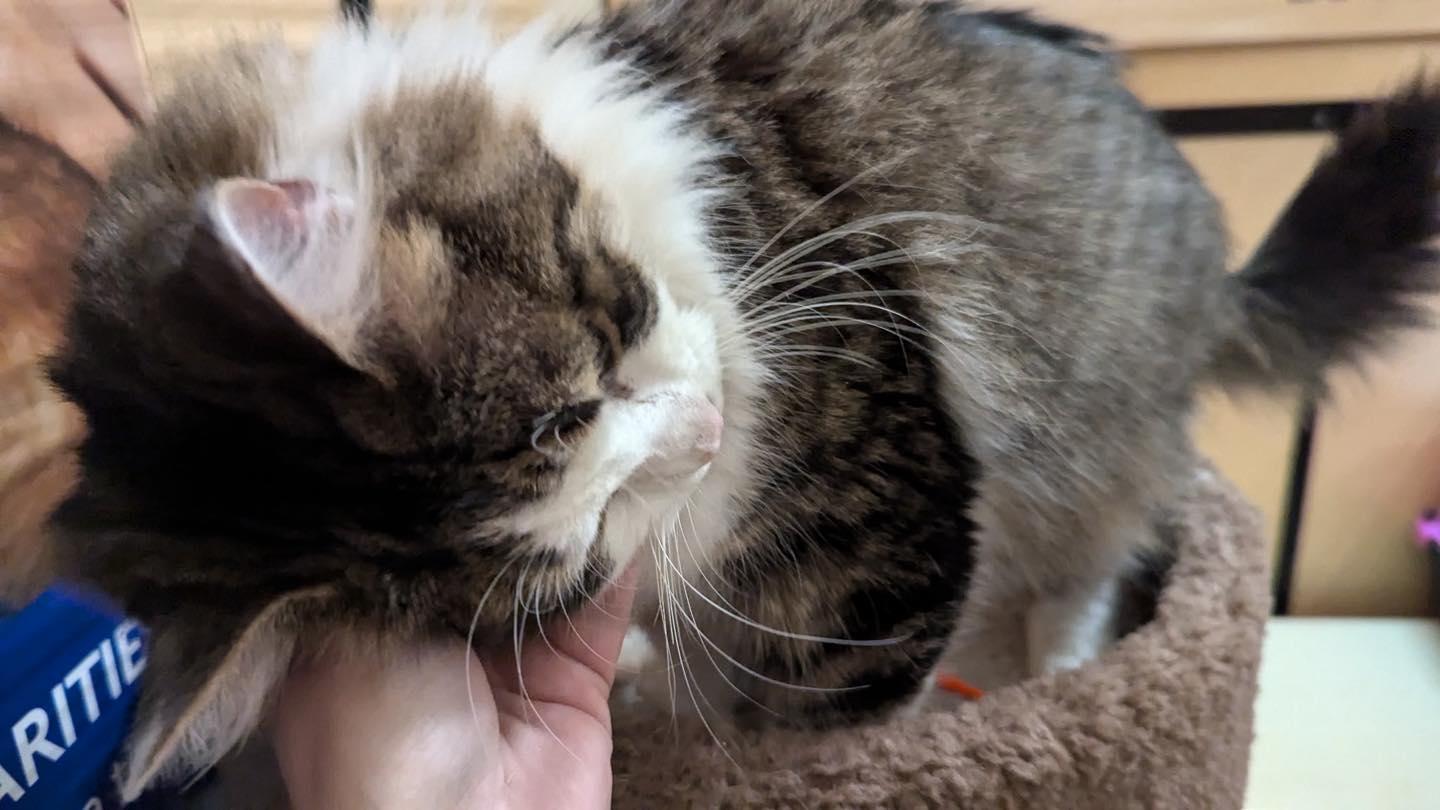 Enlarge Frito, a ADOPTABLE mixed breed in Noblesville, IN image 6/6