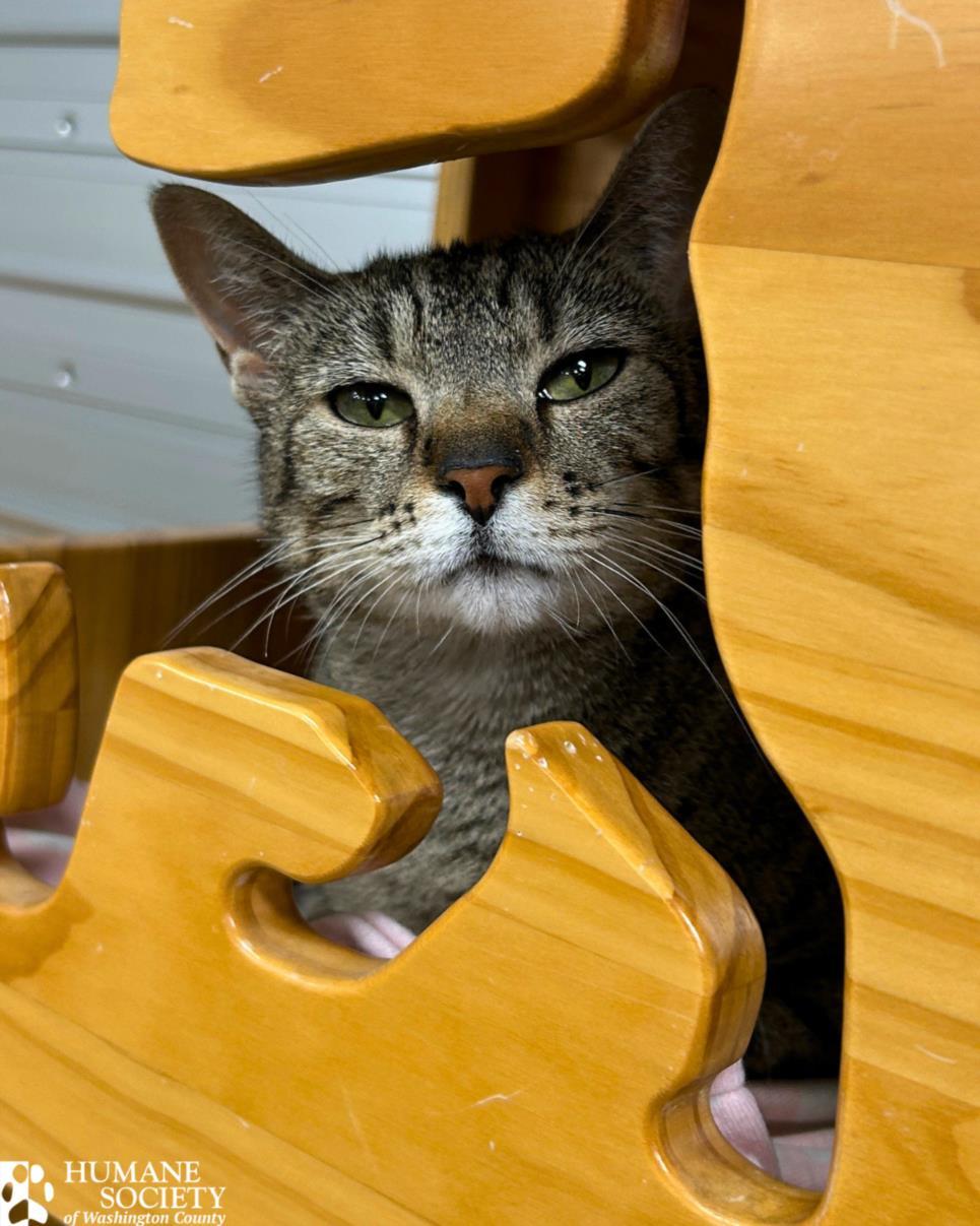 Enlarge PEAR, a Adoptable Domestic Short Hair in Hagerstown, MD image 1/1
