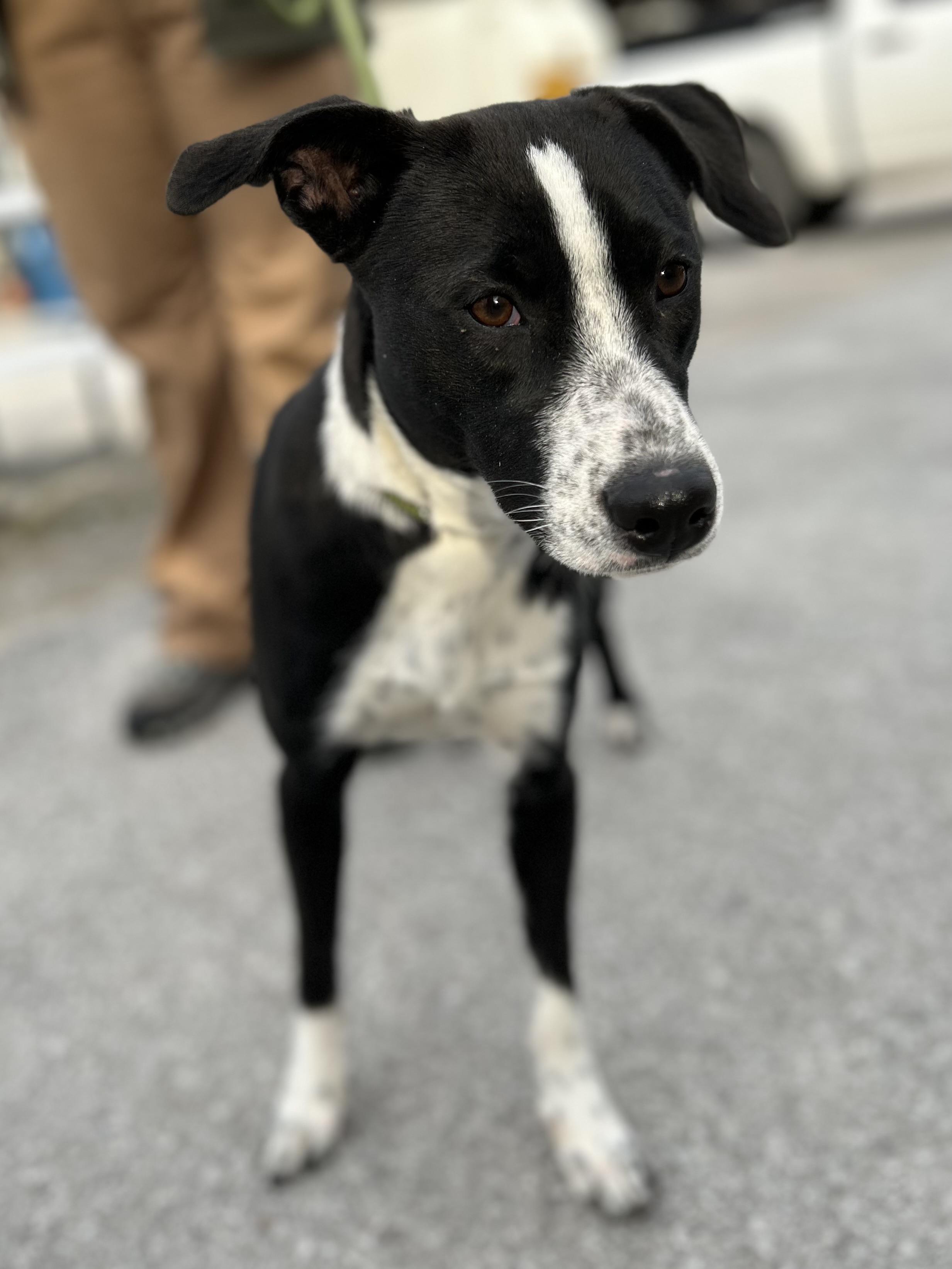 Enlarge Cookie, a ADOPTABLE mixed breed in Manchester, TN image 1/4