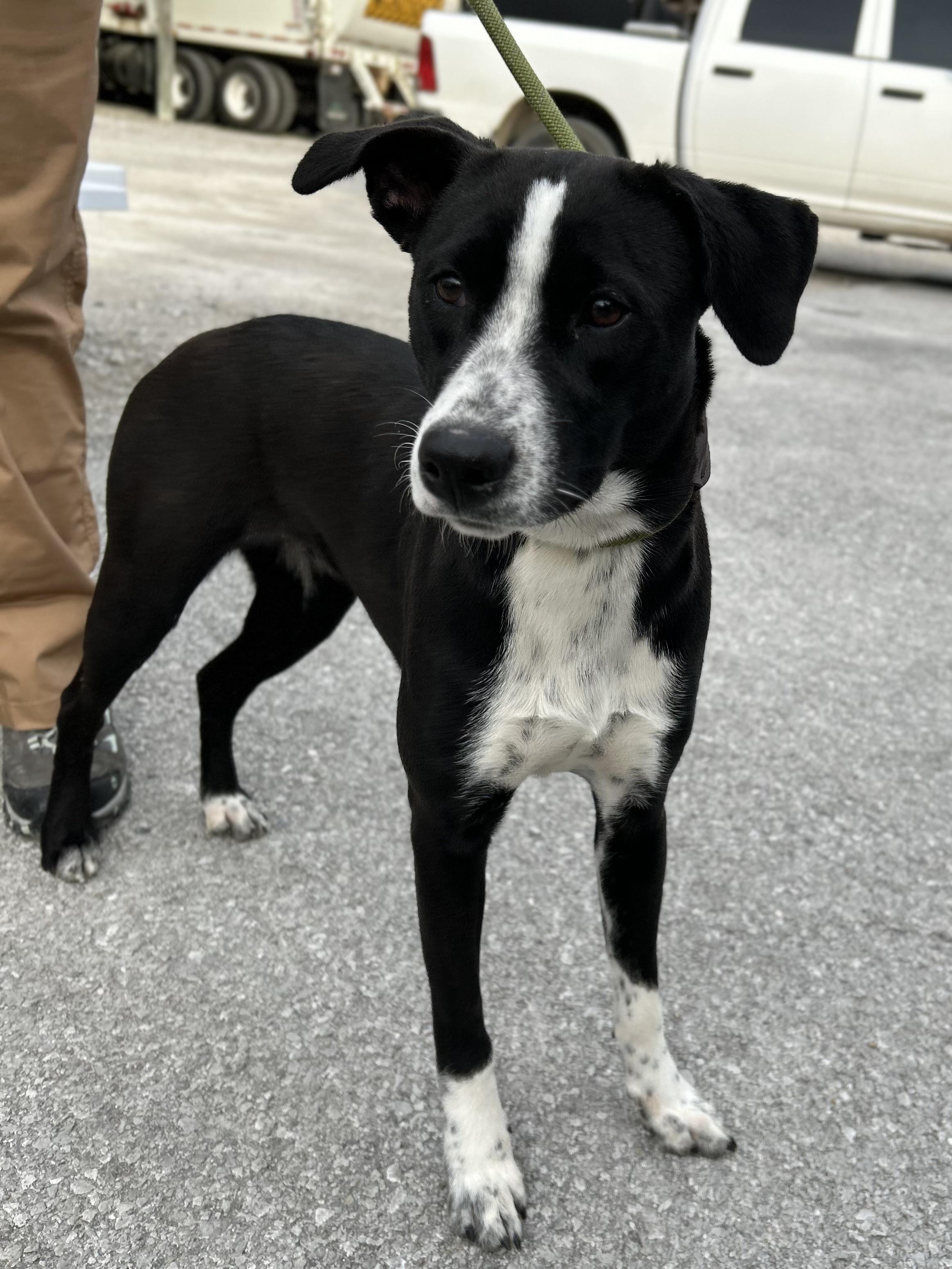Enlarge Cookie, a ADOPTABLE mixed breed in Manchester, TN image 4/4