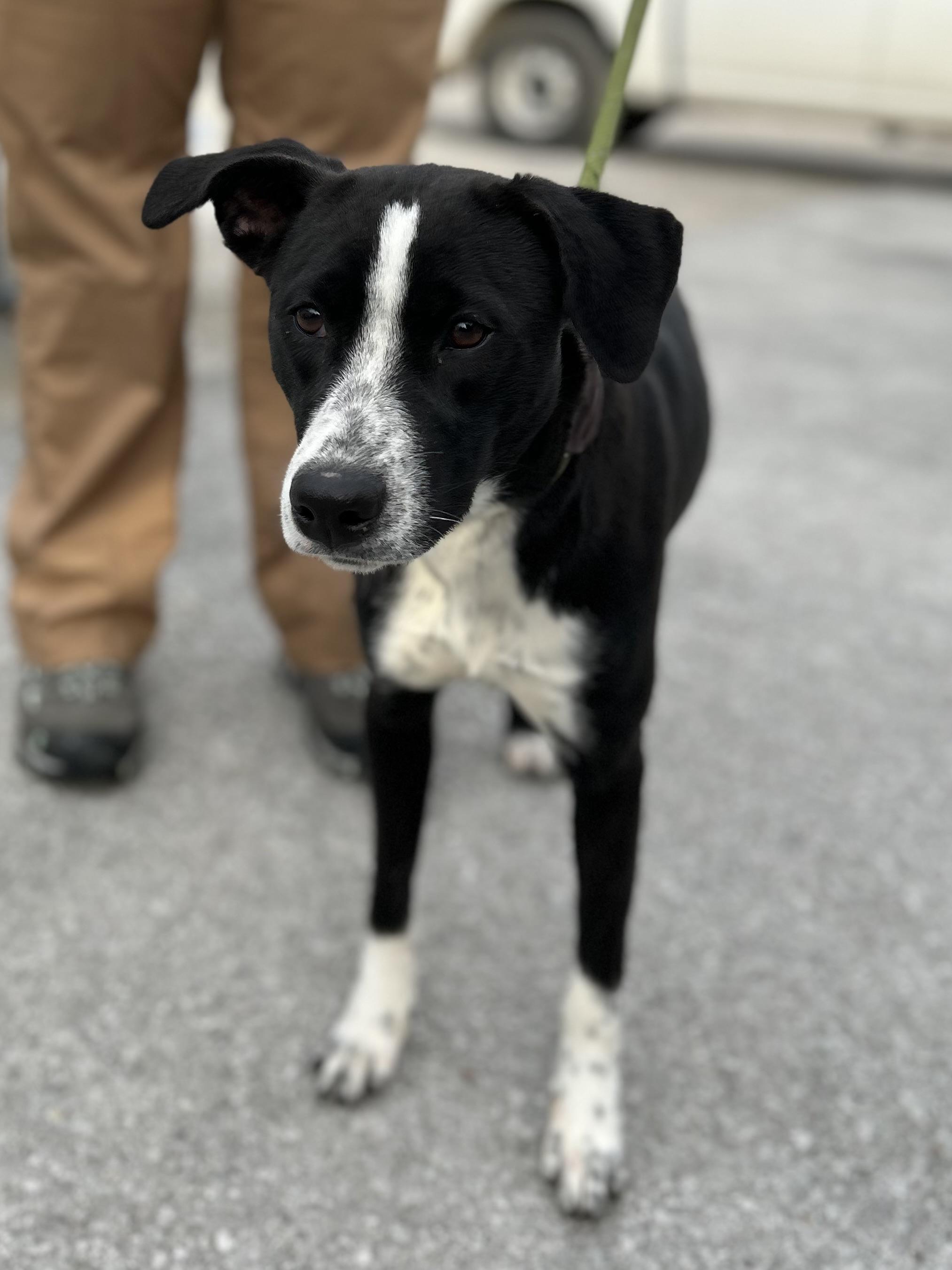 Enlarge Cookie, a ADOPTABLE mixed breed in Manchester, TN image 2/4