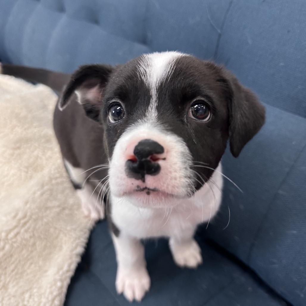 Neytiri, Adoptable, Puppy Female Mixed Breed.