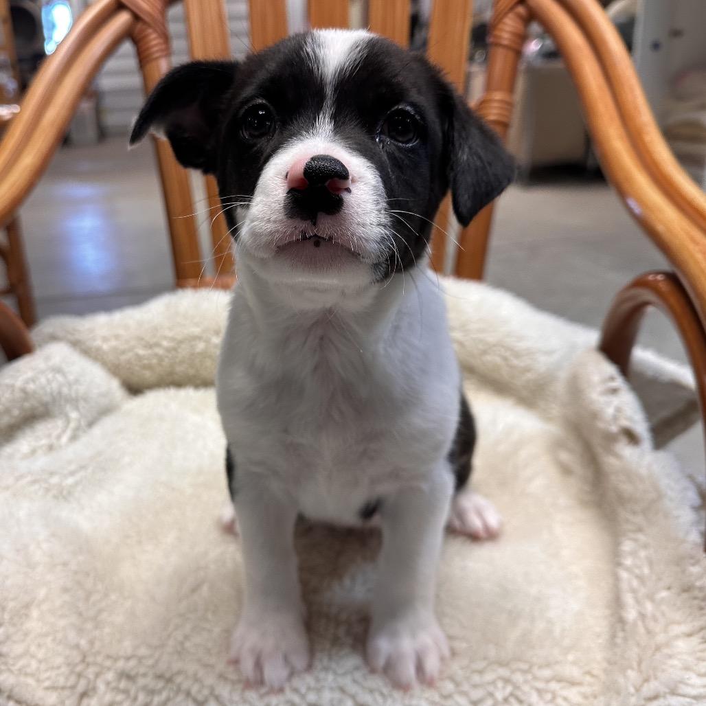 Neytiri, a Adoptable Mixed Breed in Park City, UT image 2/3