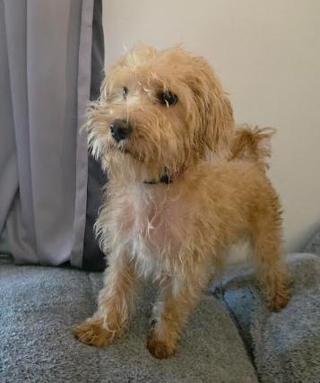 Enlarge Scooby, a Adoptable mixed breed in NYC, NY image 4/6