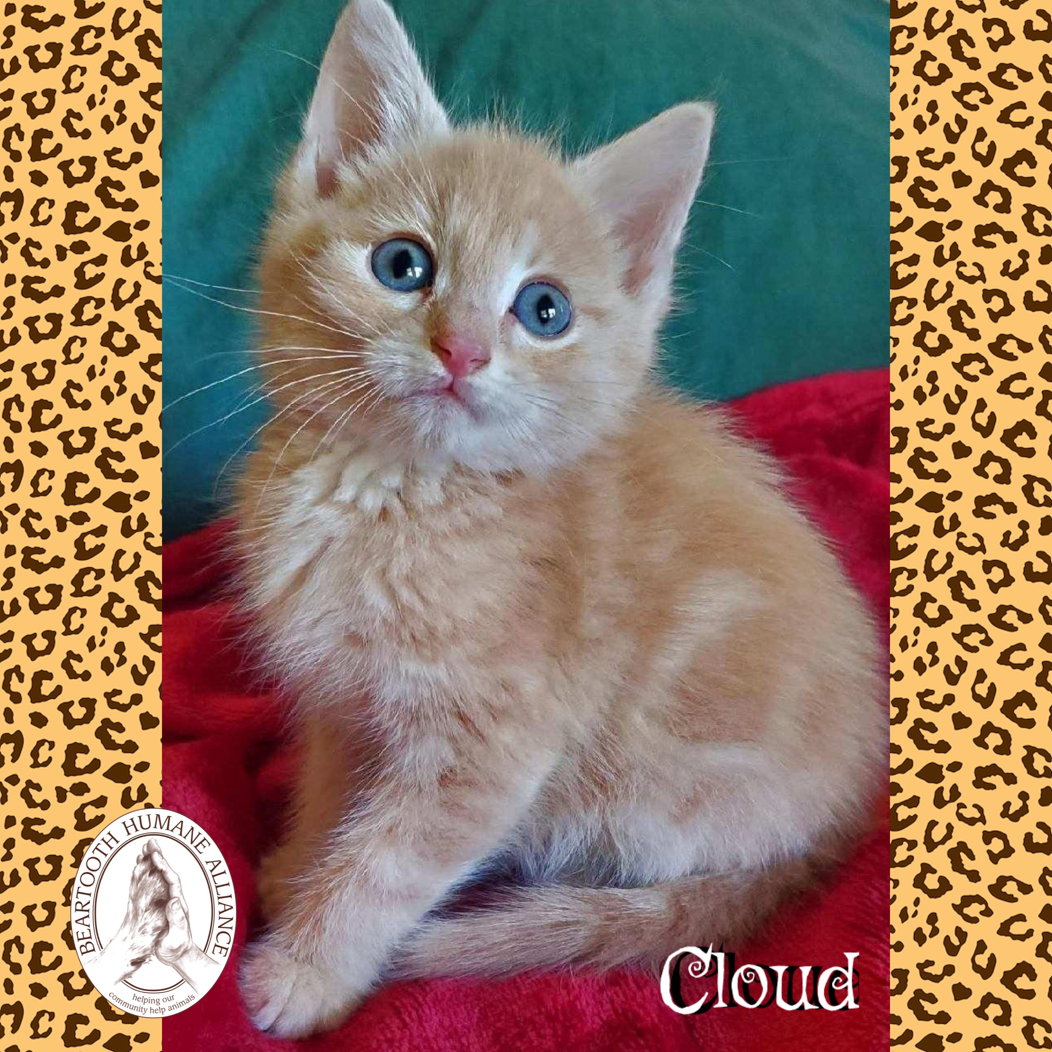 Cloud, an adoptable Domestic Medium Hair in Red Lodge, MT, 59068 | Photo Image 1