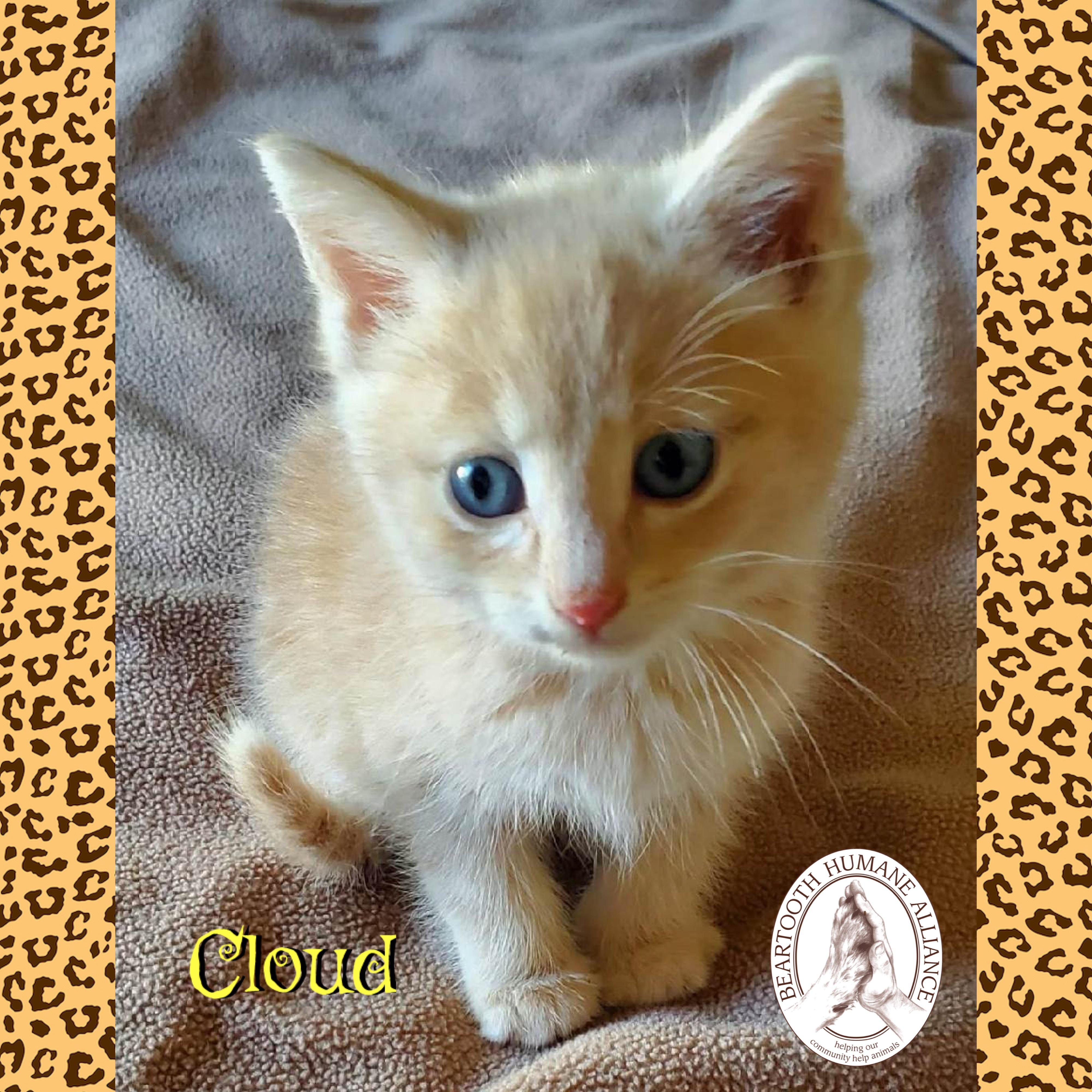 Cloud, an adoptable Domestic Medium Hair in Red Lodge, MT, 59068 | Photo Image 3