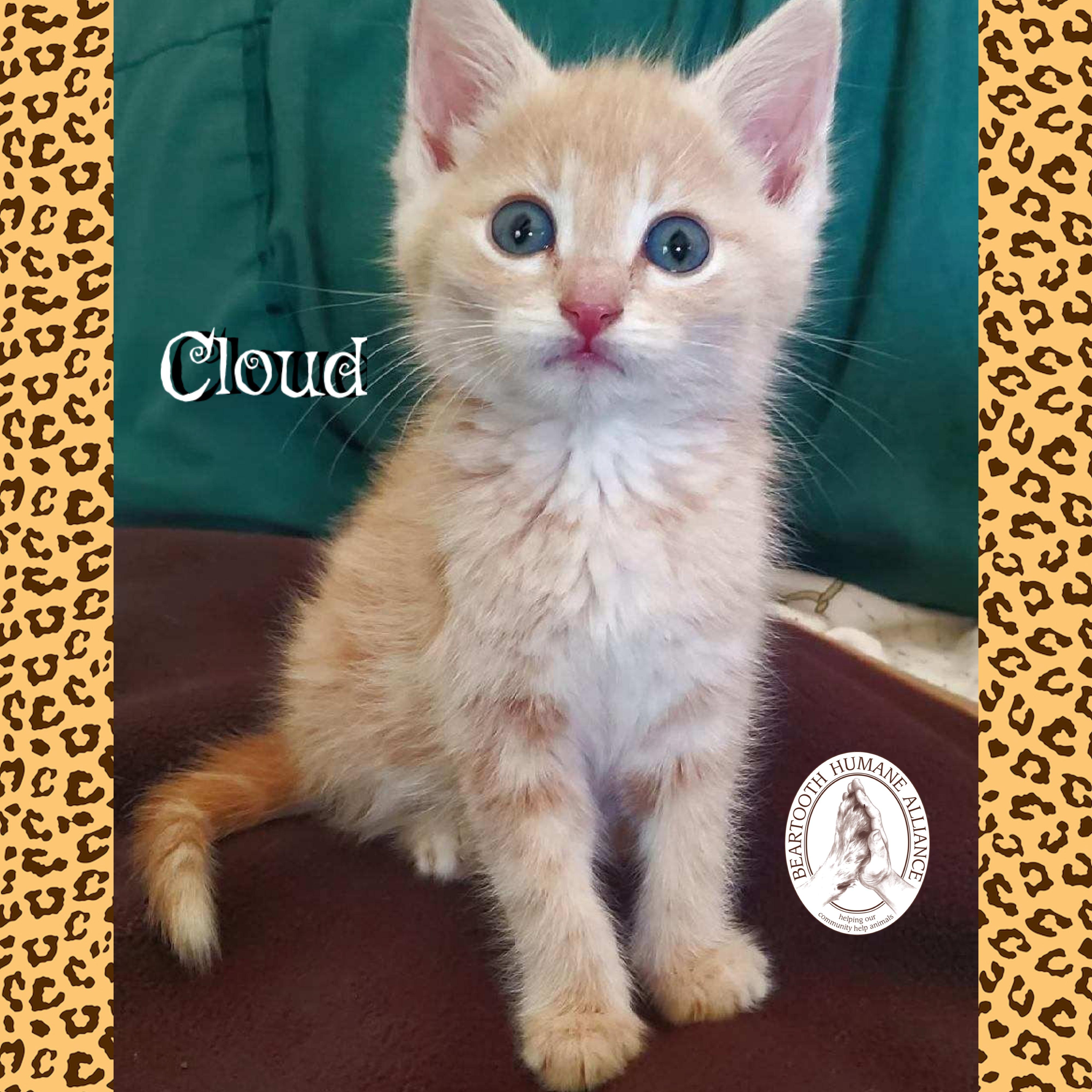 Cloud, an adoptable Domestic Medium Hair in Red Lodge, MT, 59068 | Photo Image 2