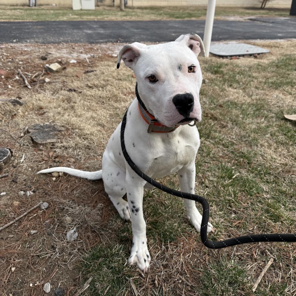 Enlarge Moray, a Adoptable mixed breed in St. Louis, MO image 1/5