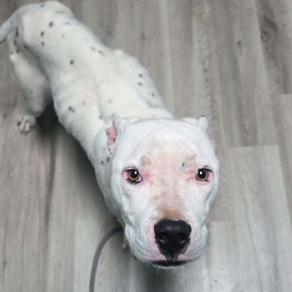 Enlarge Moray, a Adoptable mixed breed in St. Louis, MO image 3/5