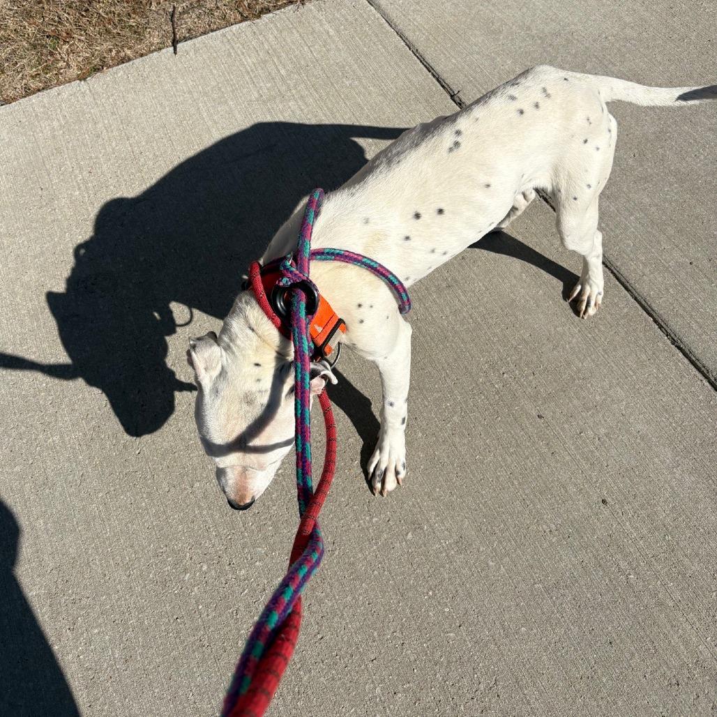 Enlarge Moray, a Adoptable mixed breed in St. Louis, MO image 4/5