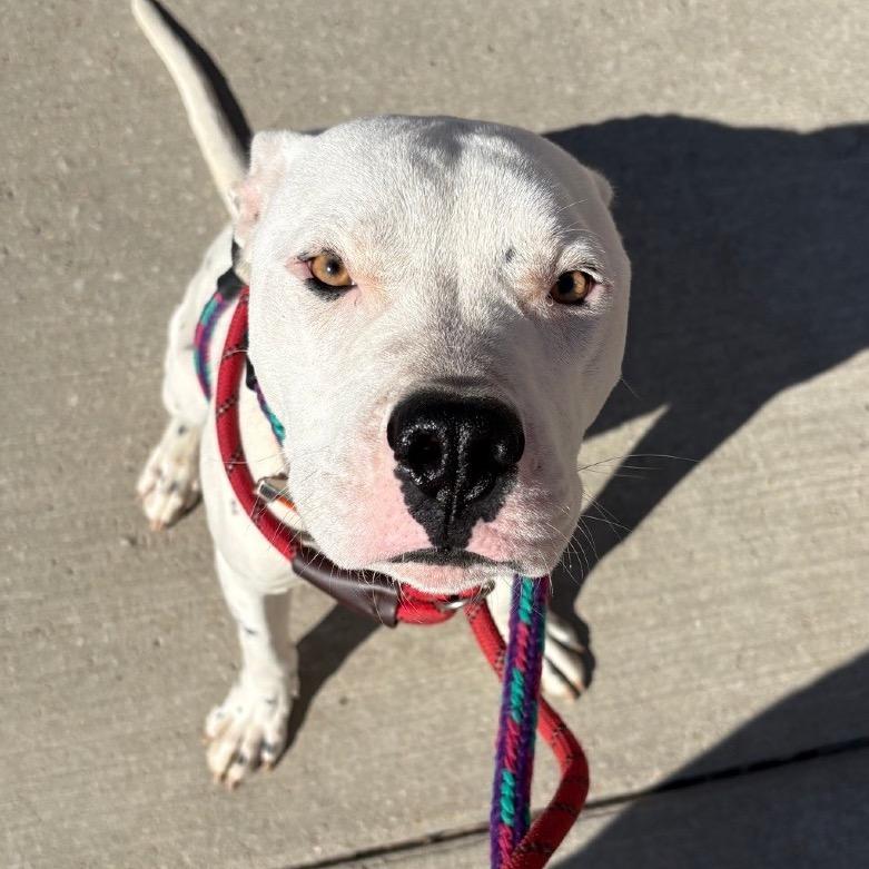 Enlarge Moray, a Adoptable mixed breed in St. Louis, MO image 5/5