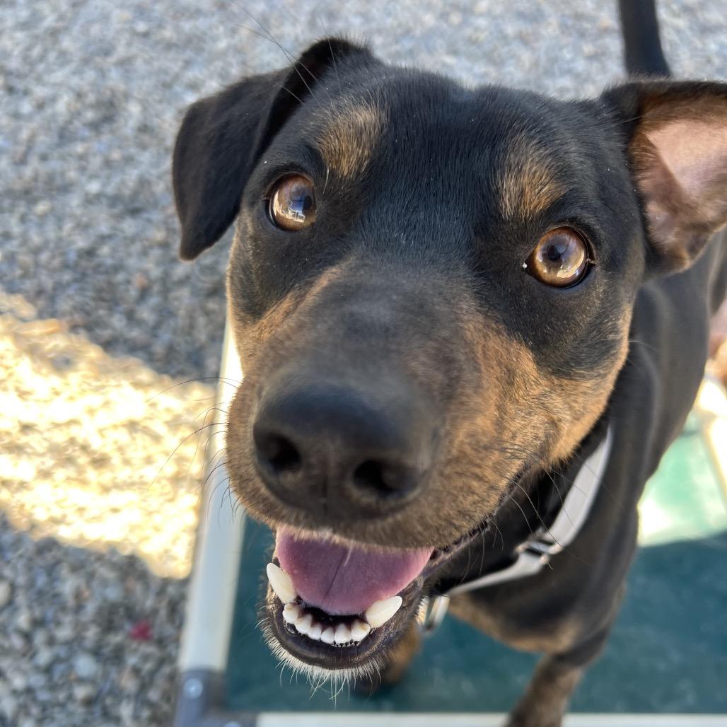 Enlarge Crash Bandicoot, a Adoptable Terrier in Waynesville, NC image 1/6