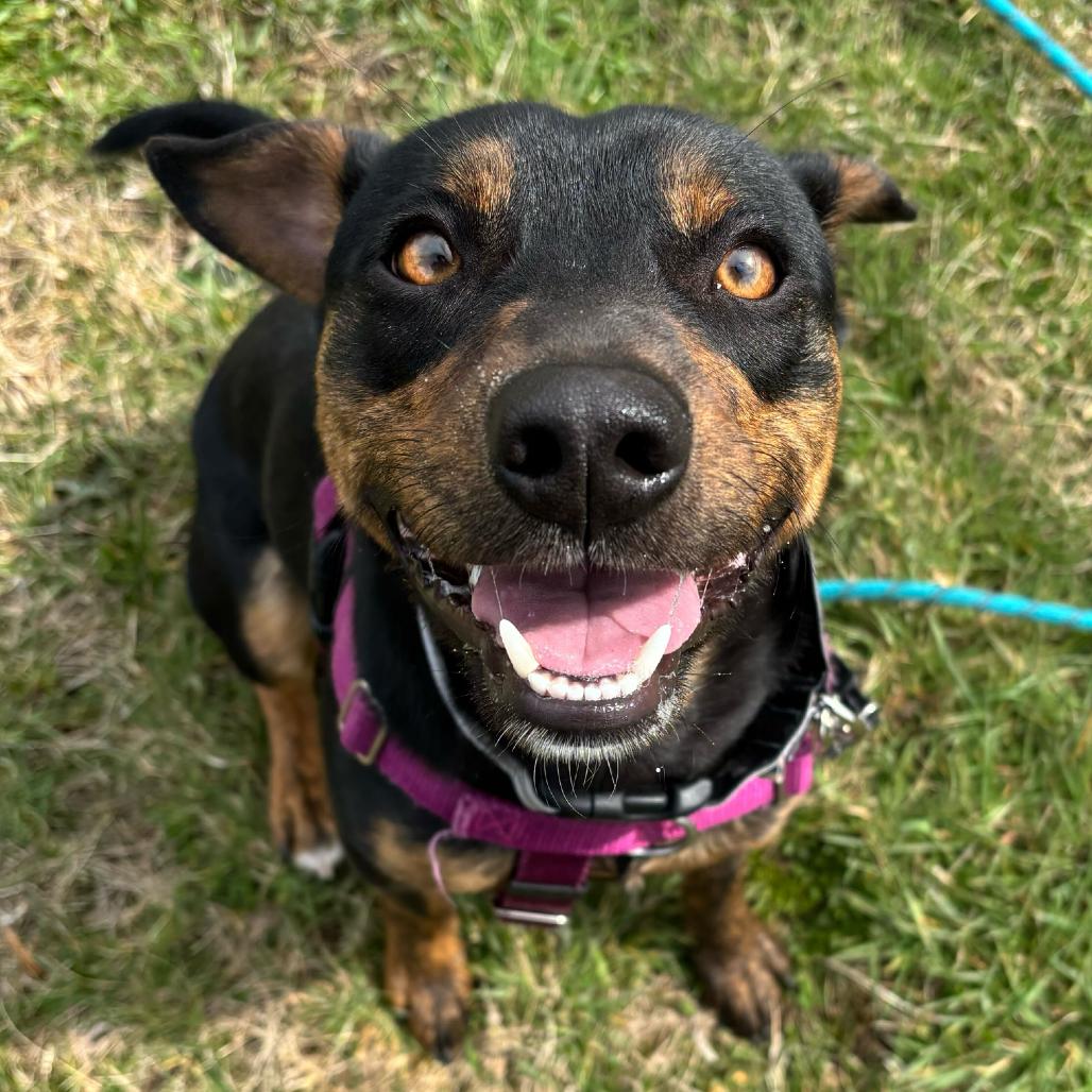 Enlarge Crash Bandicoot, a Adoptable Terrier in Waynesville, NC image 2/6