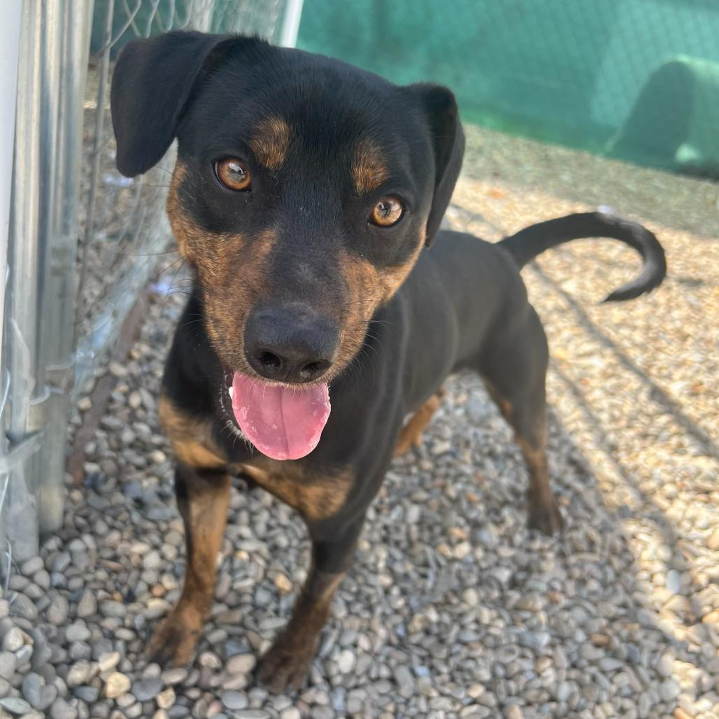 Enlarge Crash Bandicoot, a Adoptable Terrier in Waynesville, NC image 3/6