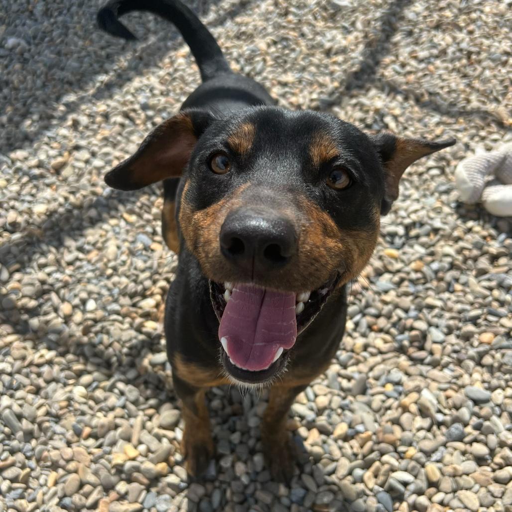 Enlarge Crash Bandicoot, a Adoptable Terrier in Waynesville, NC image 4/6