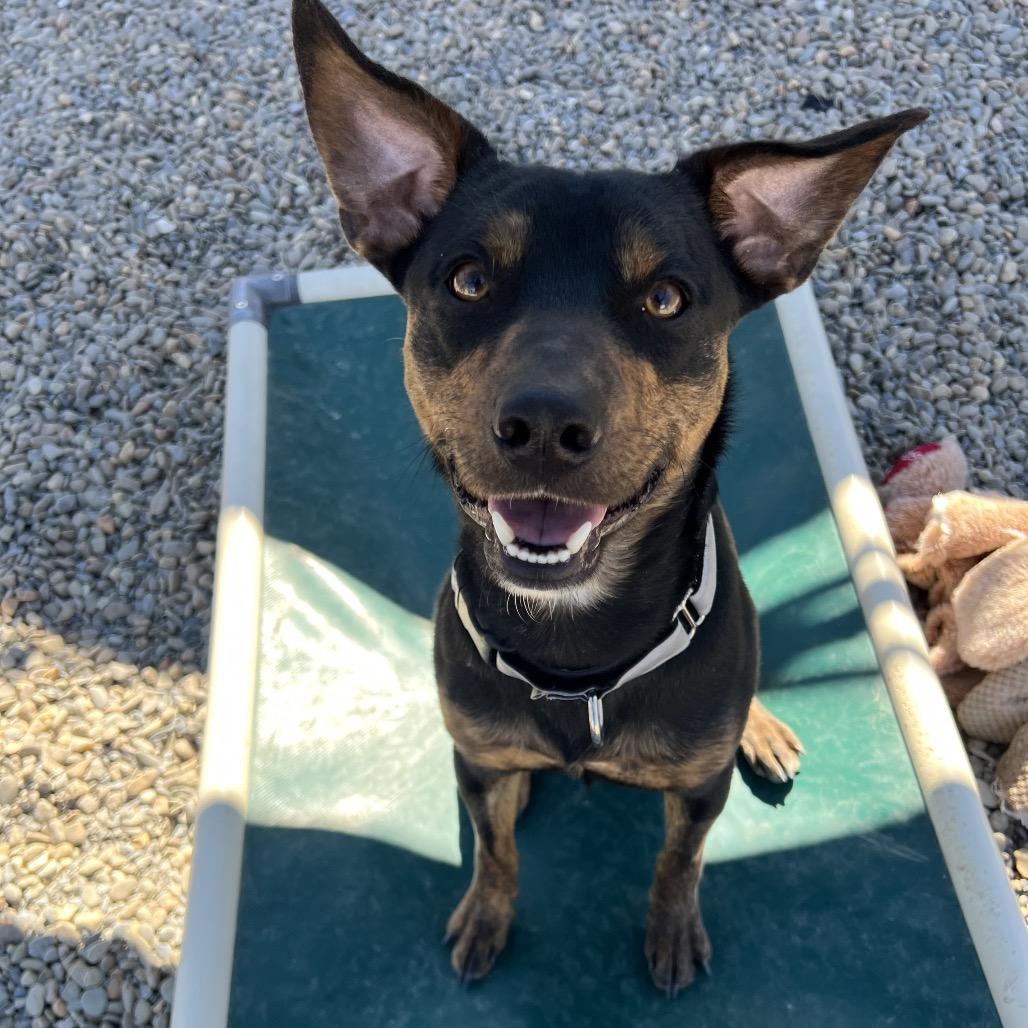 Enlarge Crash Bandicoot, a Adoptable Terrier in Waynesville, NC image 5/6