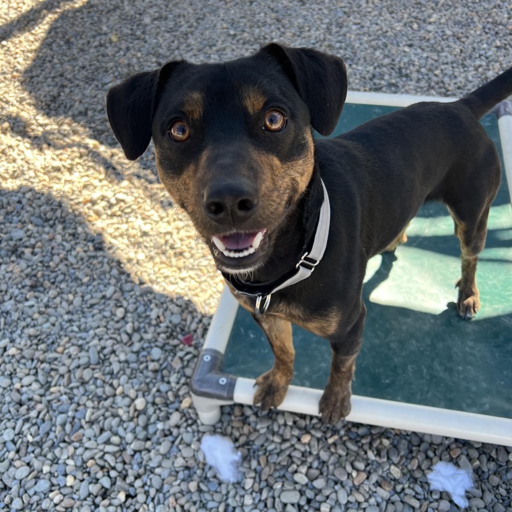 Enlarge Crash Bandicoot, a Adoptable Terrier in Waynesville, NC image 6/6