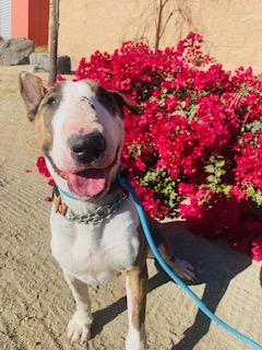 Dina, Adult Female Bull Terrier