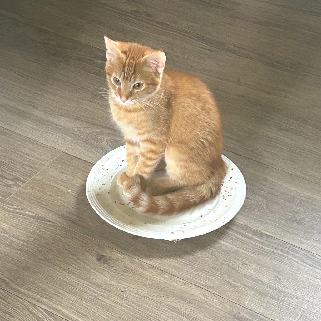 Enlarge *Derby, a Adoptable Domestic Short Hair in Huntsville, AL image 1/5