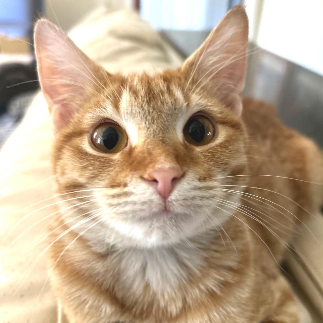 Enlarge *Derby, a Adoptable Domestic Short Hair in Huntsville, AL image 2/5