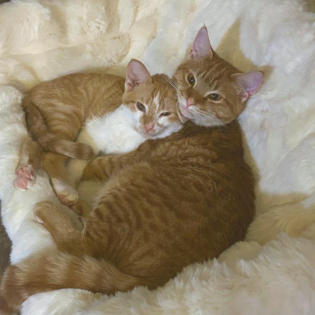 Enlarge *Derby, a Adoptable Domestic Short Hair in Huntsville, AL image 3/5