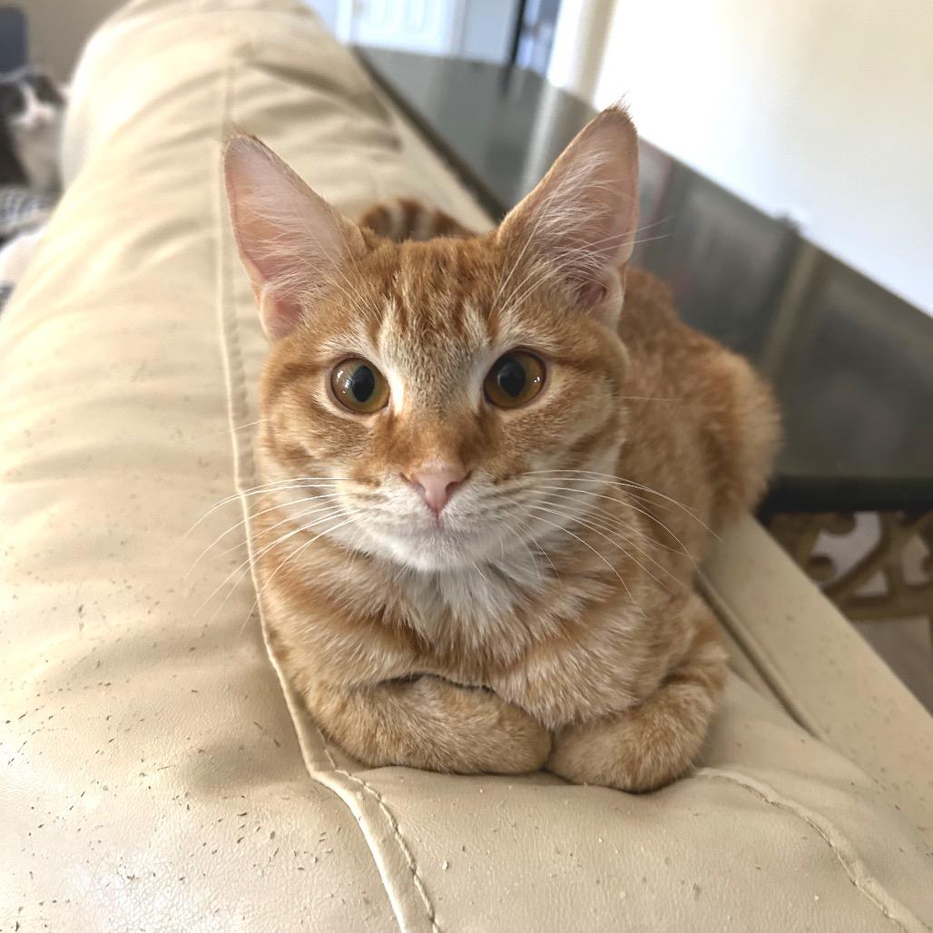 Enlarge *Derby, a Adoptable Domestic Short Hair in Huntsville, AL image 4/5