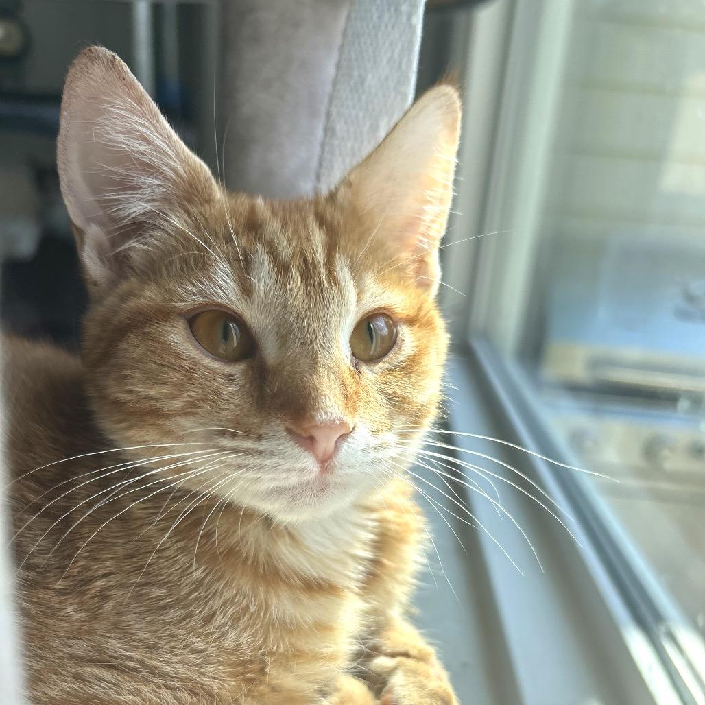 Enlarge *Derby, a Adoptable Domestic Short Hair in Huntsville, AL image 5/5